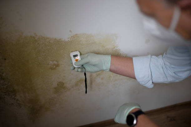 Why You Should Choose Our Mold Remediation Services in Belfair, WA